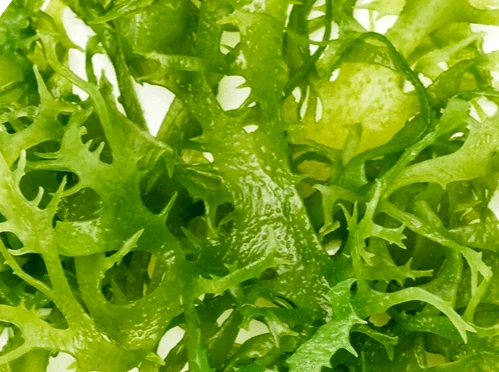 Chlorella Vulgaris